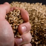 handful_grain_web