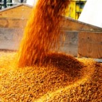 grains_web