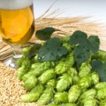 barley_beer_web barley_beer_web