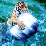 tiger-web