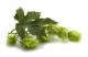 Calculating Hop Bitterness: How much Hops to Use? 