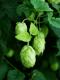 Growing Hops in the Garden: How to Grow Beer Hops