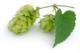 Homebrew Crisis: Where Have All The Brewing Hops Gone?