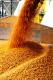 Steeping Grains for Extract Beer Brewing