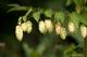 Brewing Hops Storage: Preserving Precious Hops