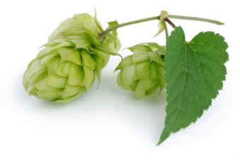 Hops